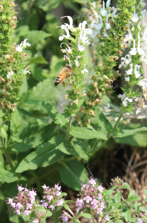 honeybee in my garden june 2012